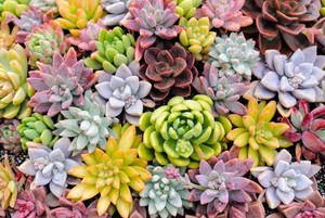 花が咲く人気の多肉植物10選！それぞれの品種の特徴や花言葉をご紹介！