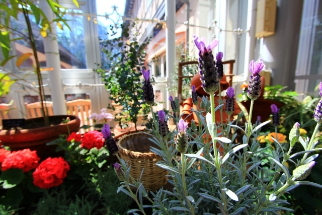 簡易温室の手作り方法!植物をベランダで管理できるような温室は自作できる?のイメージ