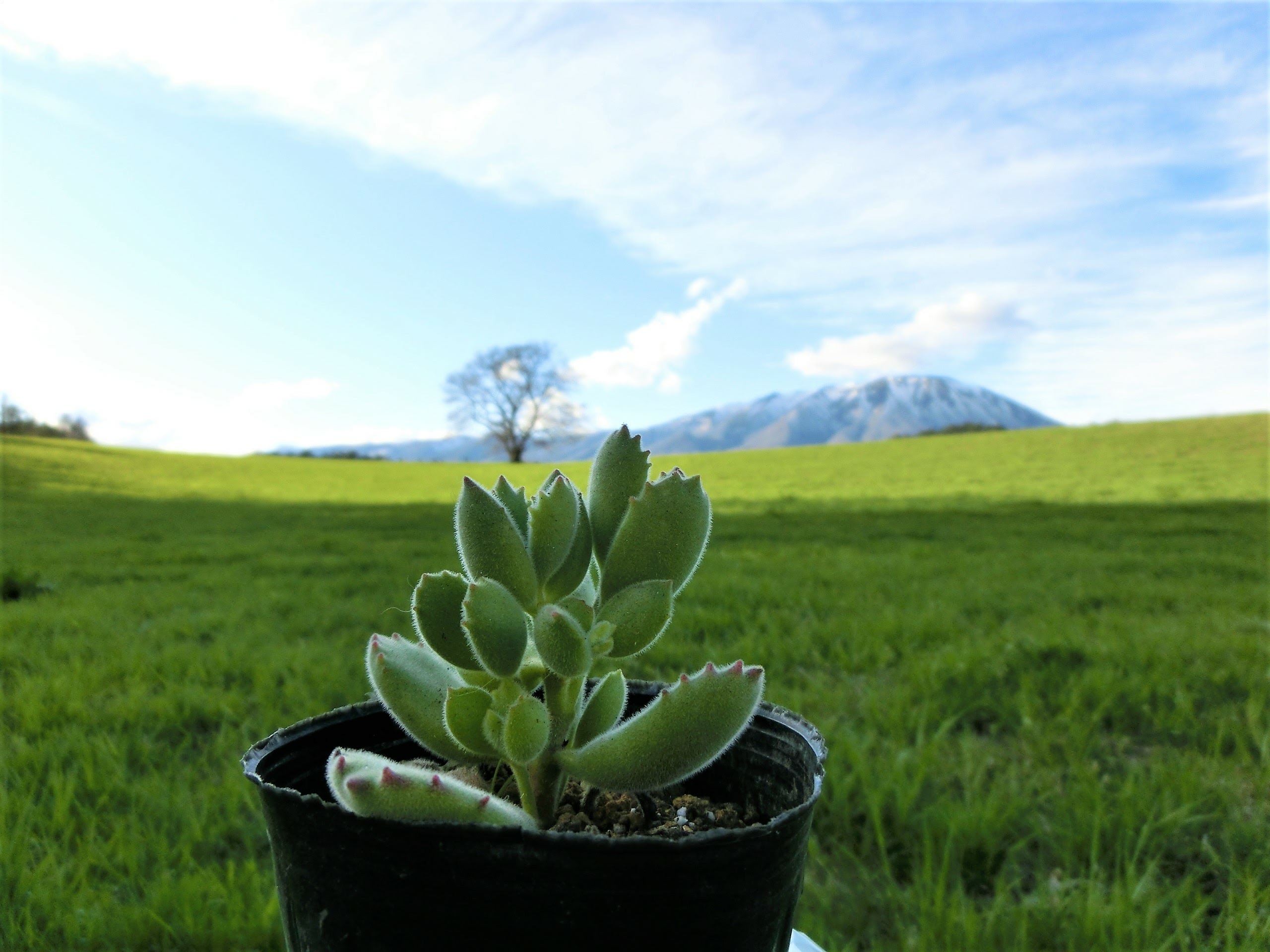 熊童子（くまどうじ）の育て方！剪定・水やりのコツや増やし方をご紹介！