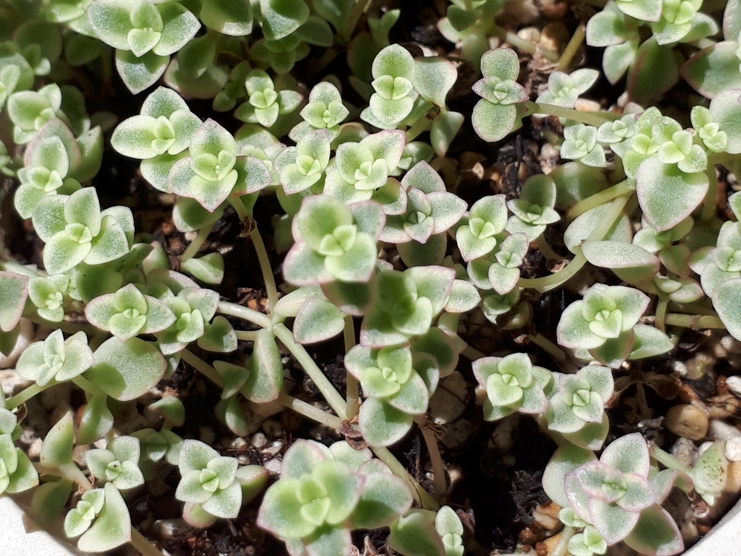 リトルミッシーの育て方！室内での上手な管理の仕方や株分けのコツは？