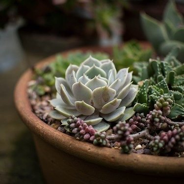 多肉植物「ルビーネックレス」とは？特徴や増やし方など育て方を解説！