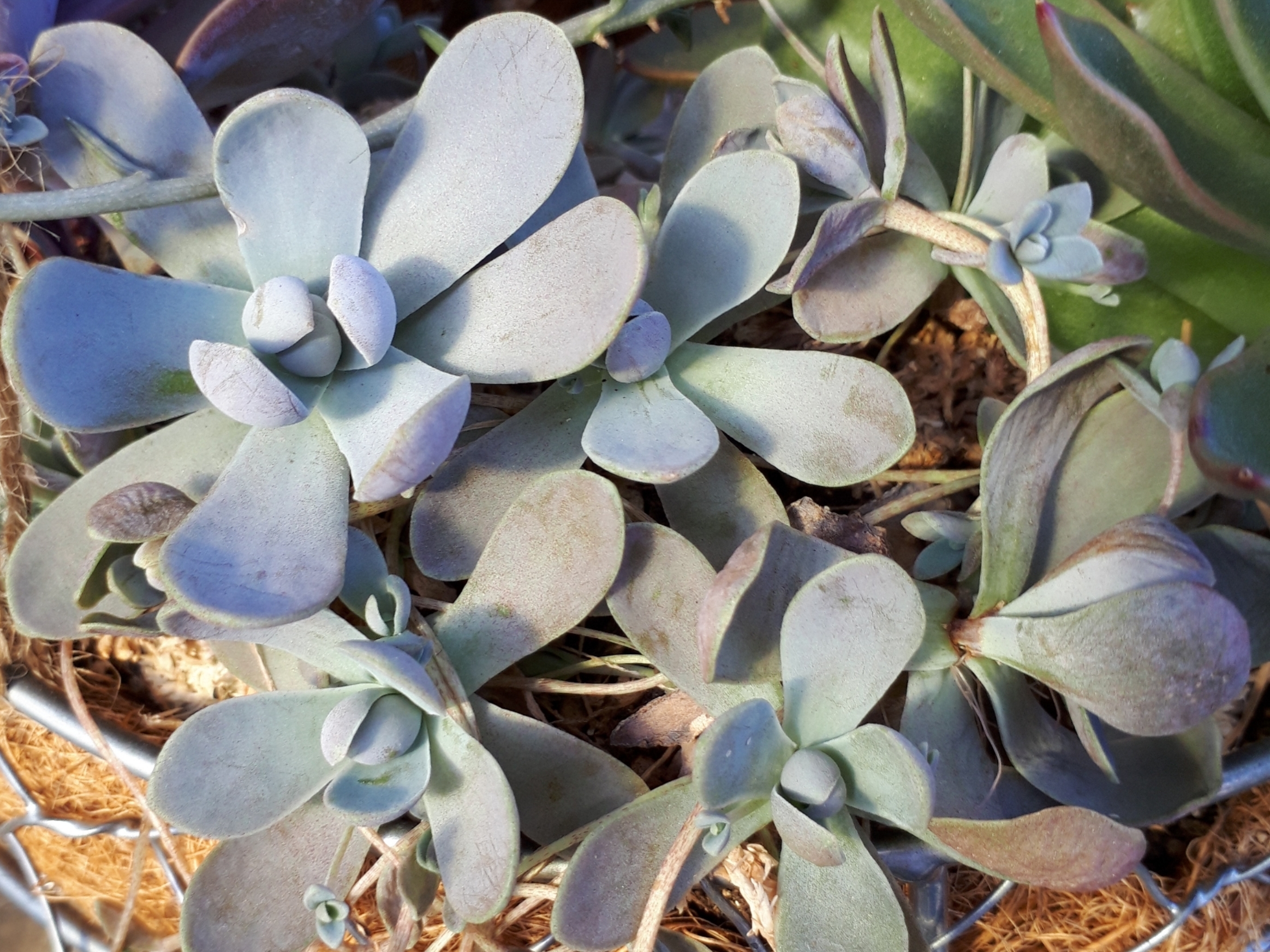 子持ち蓮華の育て方！根腐れや葉焼けなく上手に栽培するコツをご紹介！