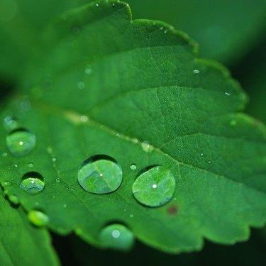 葉水の役割とは？観葉植物への与え方やタイミング（頻度）をご紹介！