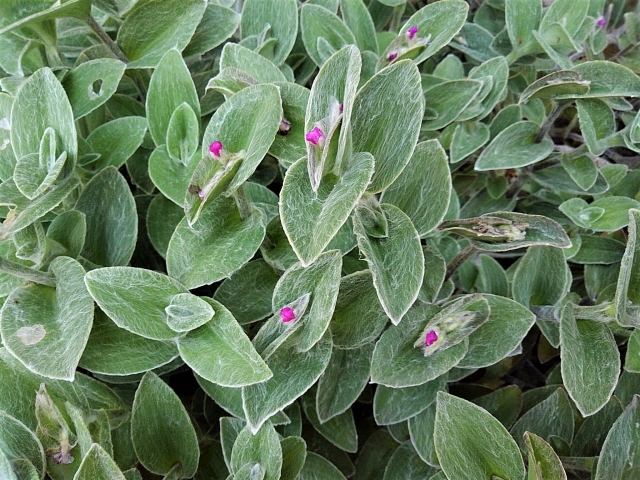 トラデスカンチアの育て方！伸び過ぎない管理の仕方・剪定のコツは？のイメージ