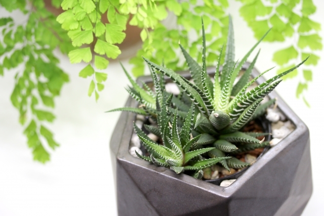 十二の巻(じゅうにのまき)の育て方!株分けのコツ・水やりの仕方など!