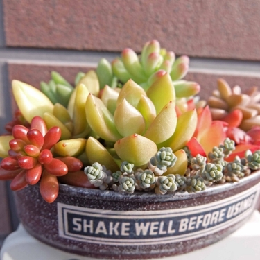 多肉植物の「葉挿し」のコツと手順！成功率を上げる秘訣を大公開！