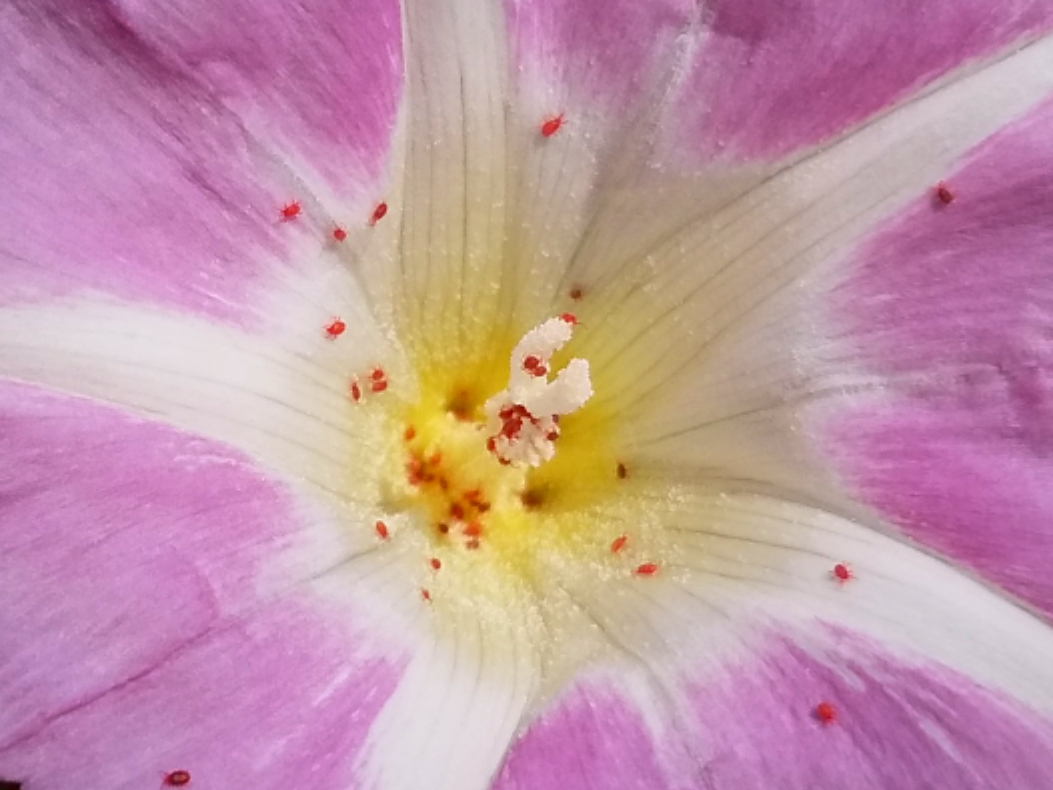 ベランダなどに現る「赤くて小さな虫」の正体とは?生態と駆除方法を解説!