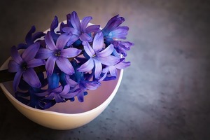 ヒヤシンスとは？水耕栽培（水栽培）での育て方や開花後の管理方法を紹介！