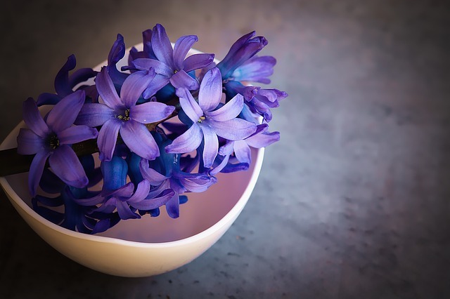 ヒヤシンスとは?水耕栽培(水栽培)での育て方や開花後の管理方法を紹介!のイメージ