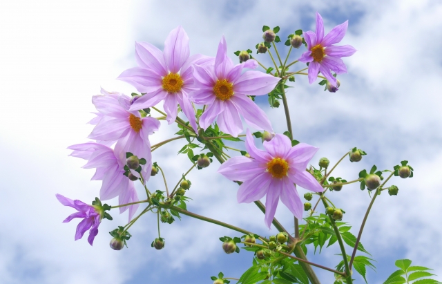 皇帝ダリアとは?大きさや色などの特徴をご紹介!ダリアとの違いは?のイメージ