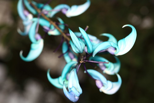 ヒスイカズラの育て方！適した環境や用土から増やし方などまでご紹介！