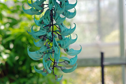 ヒスイカズラとは?翡翠の色が綺麗な花びらの特徴や見頃の時期をご紹介!