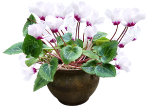 シクラメンの夏越しの管理方法！翌年も花を咲かせるためのコツは？