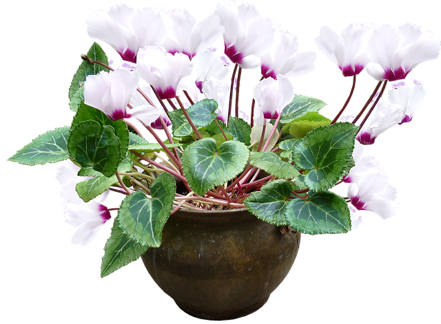 シクラメンの夏越しの管理方法!翌年も花を咲かせるためのコツは?