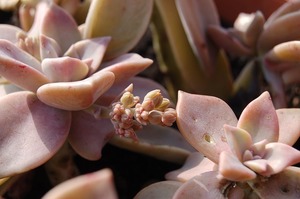 多肉植物「グラプトペタルム秋麗」とは？特徴や育て方をご紹介！