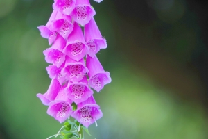 ジキタリスってどんな植物？印象的な花の特徴や花言葉をご紹介！