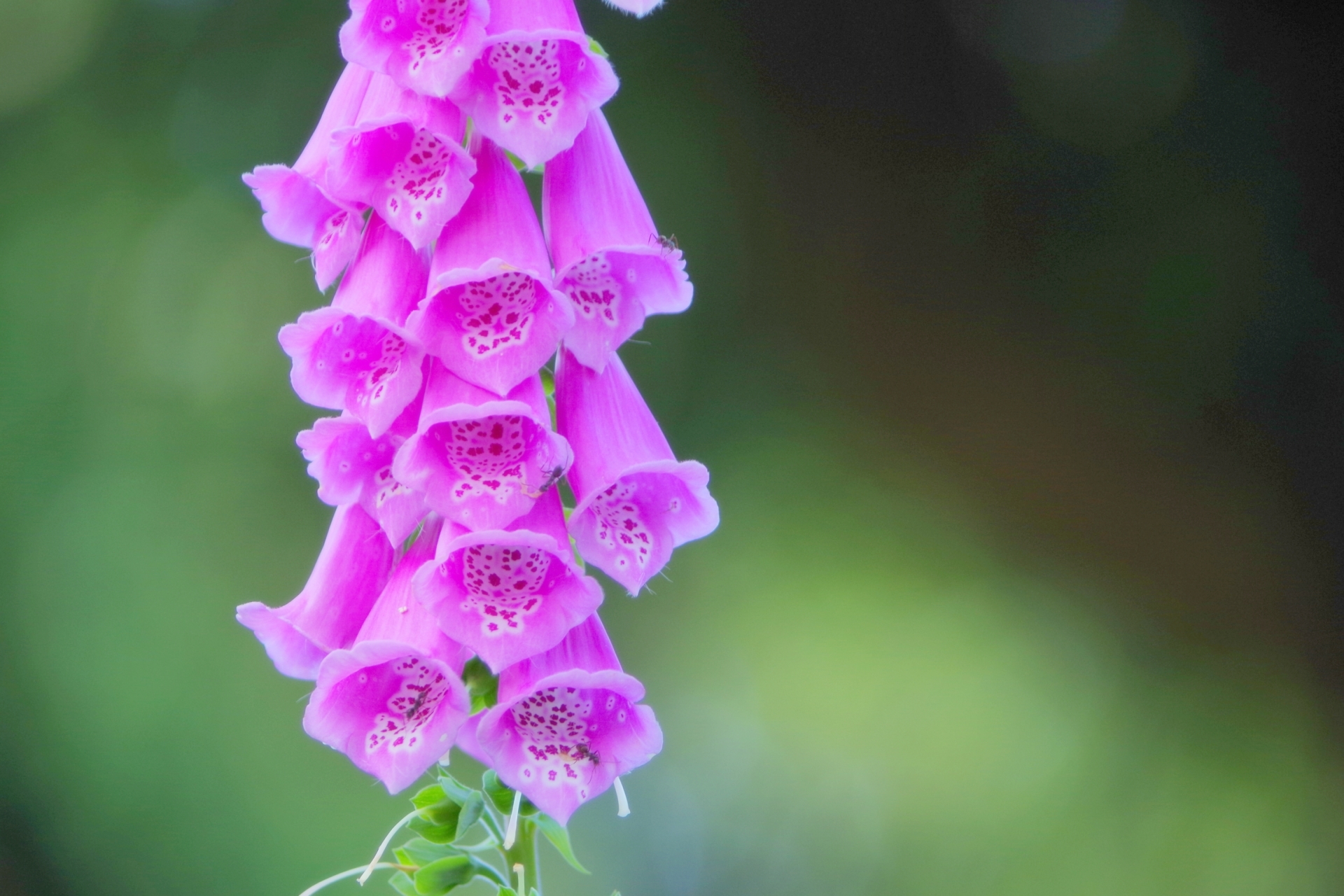 ジキタリスってどんな植物?印象的な花の特徴や花言葉をご紹介!のイメージ