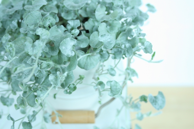 ディコンドラ(ダイコンドラ)とは?種類や特徴など概要をご紹介!のイメージ