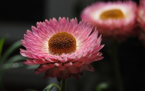 ヘリクリサム（帝王貝細工）の育て方！植え方から増やし方までの詳細！