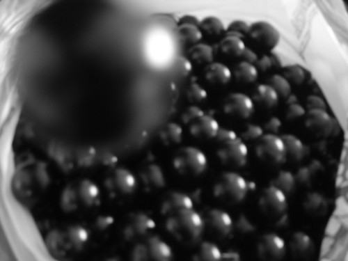 ジャボチカバの育て方！美味しい果実を実らせるための栽培のコツは？