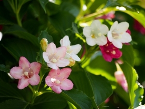 ハコネウツギ（箱根空木）とは？特徴や花言葉をご紹介！