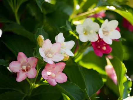 ハコネウツギ（箱根空木）とは？特徴や花言葉をご紹介！のイメージ