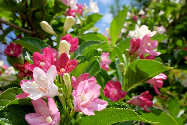 ハコネウツギの育て方!剪定のやり方や時期&挿し木での増やし方など!