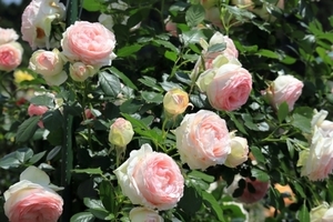 【栽培中】ピエールドゥロンサールの育て方！苗から開花させるまでの管理のコツは？