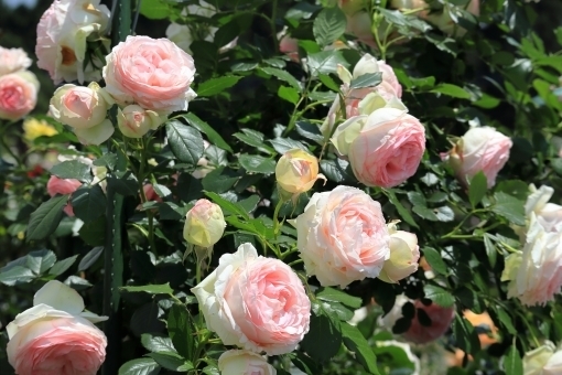 【栽培中】ピエールドゥロンサールの育て方!苗から開花させるまでの管理のコツは?