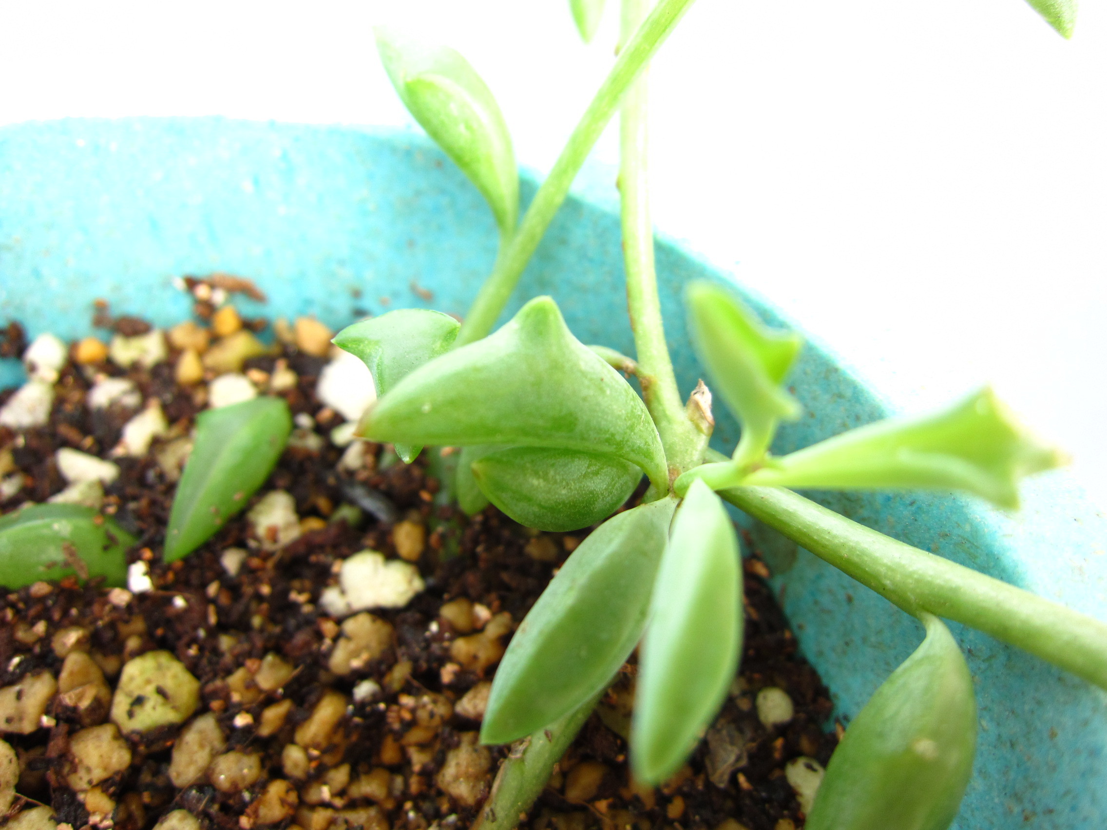 ドルフィンネックレスの育て方！水やりなど枯らさないコツや増やし方！