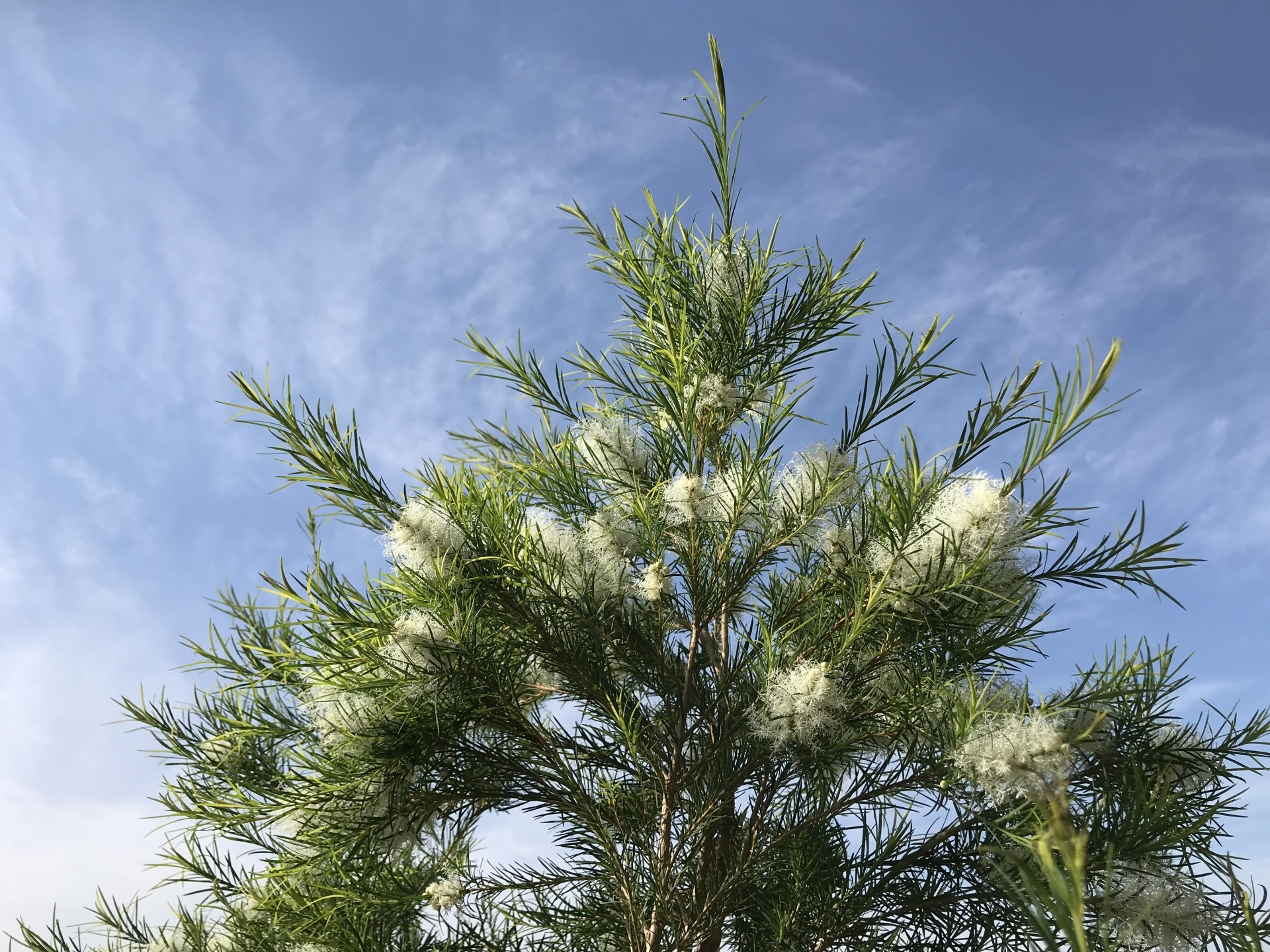 メラレウカの育て方！庭木での成長速度や剪定方法など管理のコツを解説！