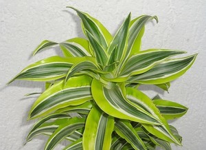 サンデリアーナの育て方！室内での管理方法や挿し木の仕方を解説！