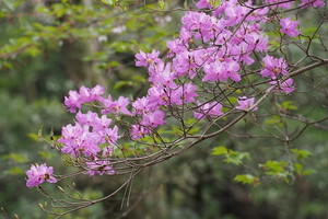 ミツバツツジとは？花や葉の特徴やムラサキツツジとの違いをご紹介！