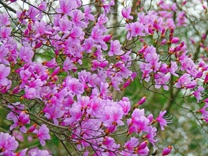 ミツバツツジの育て方！庭木としての管理方法や枯らさないコツをご紹介！