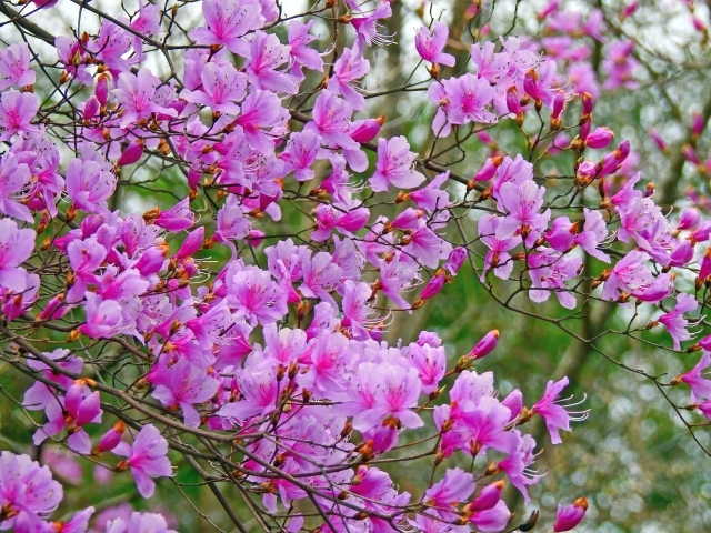 ミツバツツジの育て方!庭木としての管理方法や枯らさないコツをご紹介!