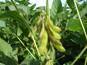 枝豆の摘心ガイド！枝豆栽培における正しい摘心のタイミング・やり方をご紹介！