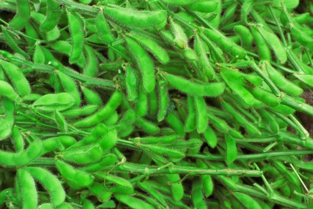 枝豆の収穫ガイド!目安となるタイミング・日数や収穫のやり方を解説!