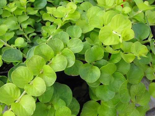 リシマキアの育て方!植え方・植え替えのやり方や増やし方をご紹介!のイメージ