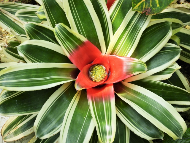 ネオレゲリアの育て方！置き場所・水やりの仕方・枯らさないコツ！のイメージ