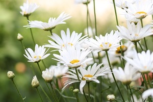 ローマンカモミールの育て方！肥料の与え方や寄せ植えのコツは？