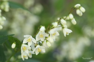 ヒメウツギの育て方！越冬方法や病害虫対策など上手な管理のコツは？