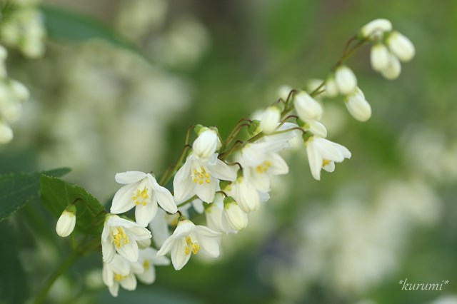 ヒメウツギの育て方!越冬方法や病害虫対策など上手な管理のコツは?のイメージ
