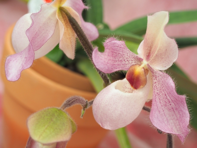 パフィオペディルムとは?特徴や花言葉をご紹介!食虫植物なの?