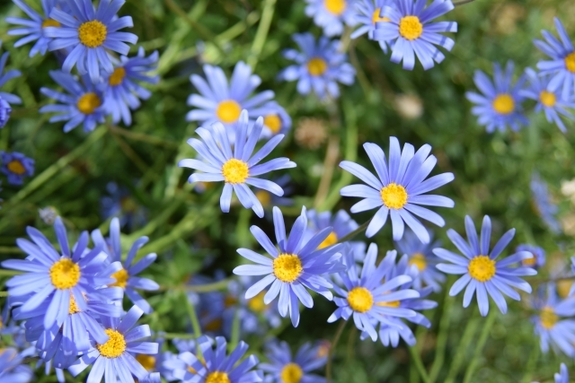 ブルーデイジーの特徴・花言葉と育て方!寄せ植えに相性が良い草花は?のイメージ