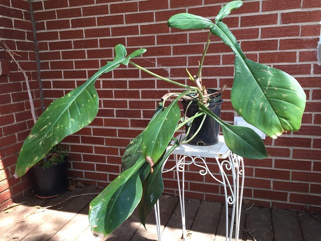 フィロデンドロンとは?特徴や育て方&風水的に良い置き場所まで解説!のイメージ