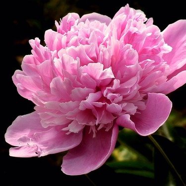 芍薬（シャクヤク）の育て方！秋に植えてから開花までの管理のコツは？