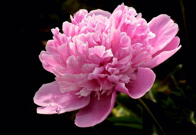 芍薬(シャクヤク)の育て方!秋に植えてから開花までの管理のコツは?のイメージ