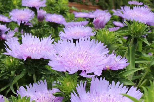 ストケシアの育て方!種まきの仕方や花が咲かない時の対処法など!