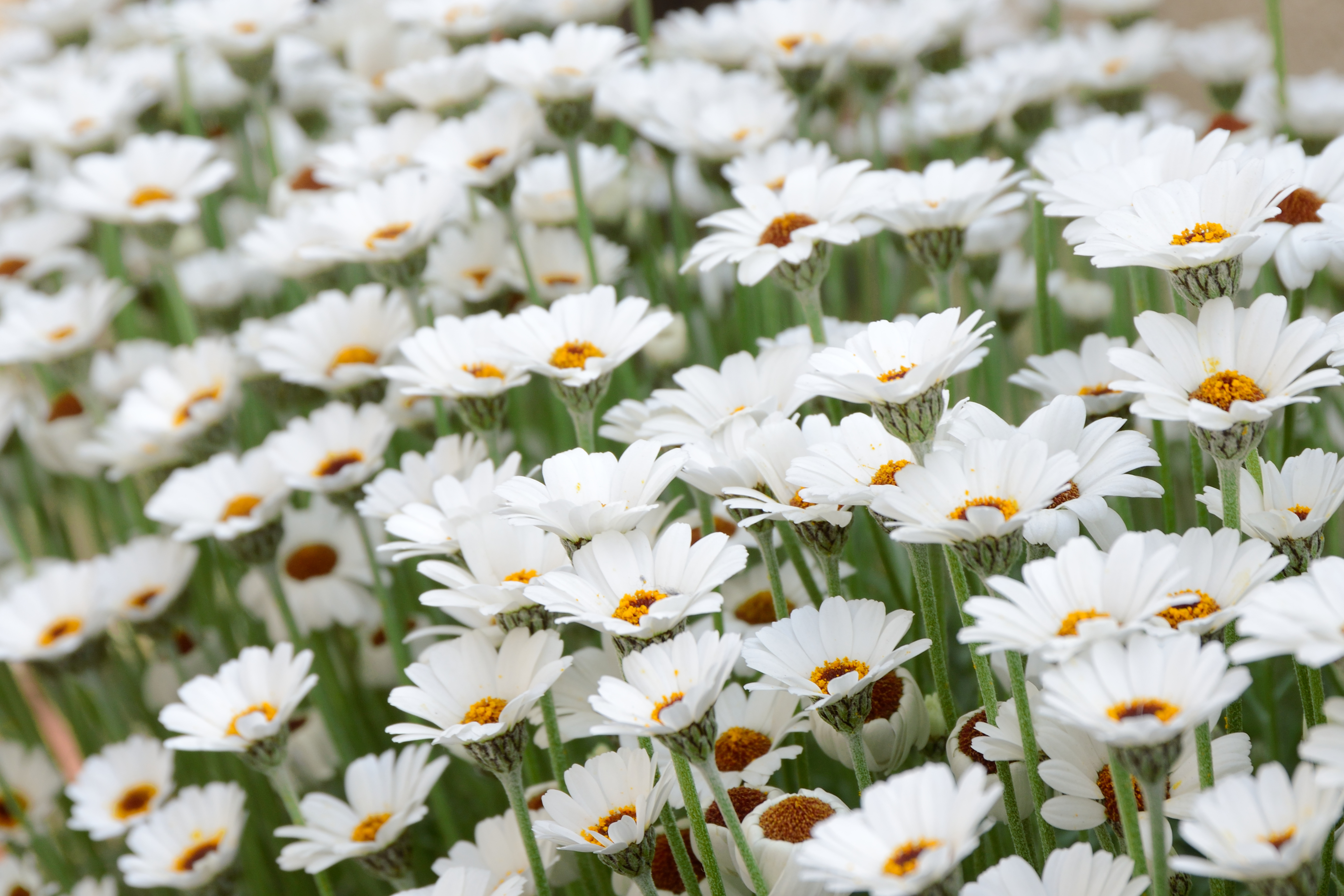 ローダンセマムの育て方!蒸らさず・枯らさず上手に管理する方法!のイメージ