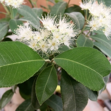 レモンマートルの育て方！植え付け方法や水やり・肥料・増やし方！